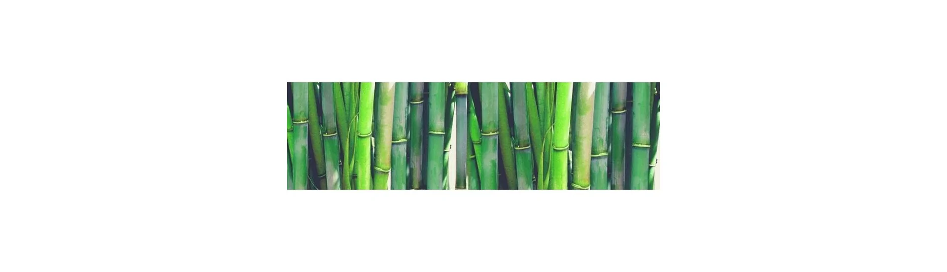 Bambú